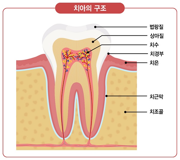 치아의 구조